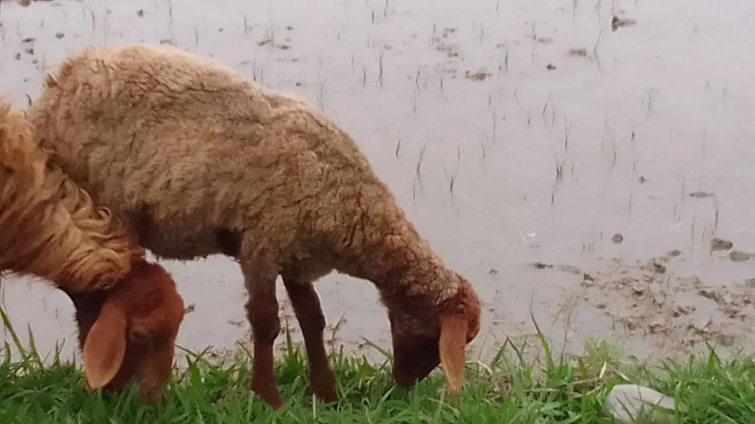 فروش گوسفند ماده|حیوانات مزرعه|شیرگاه, |دیوار