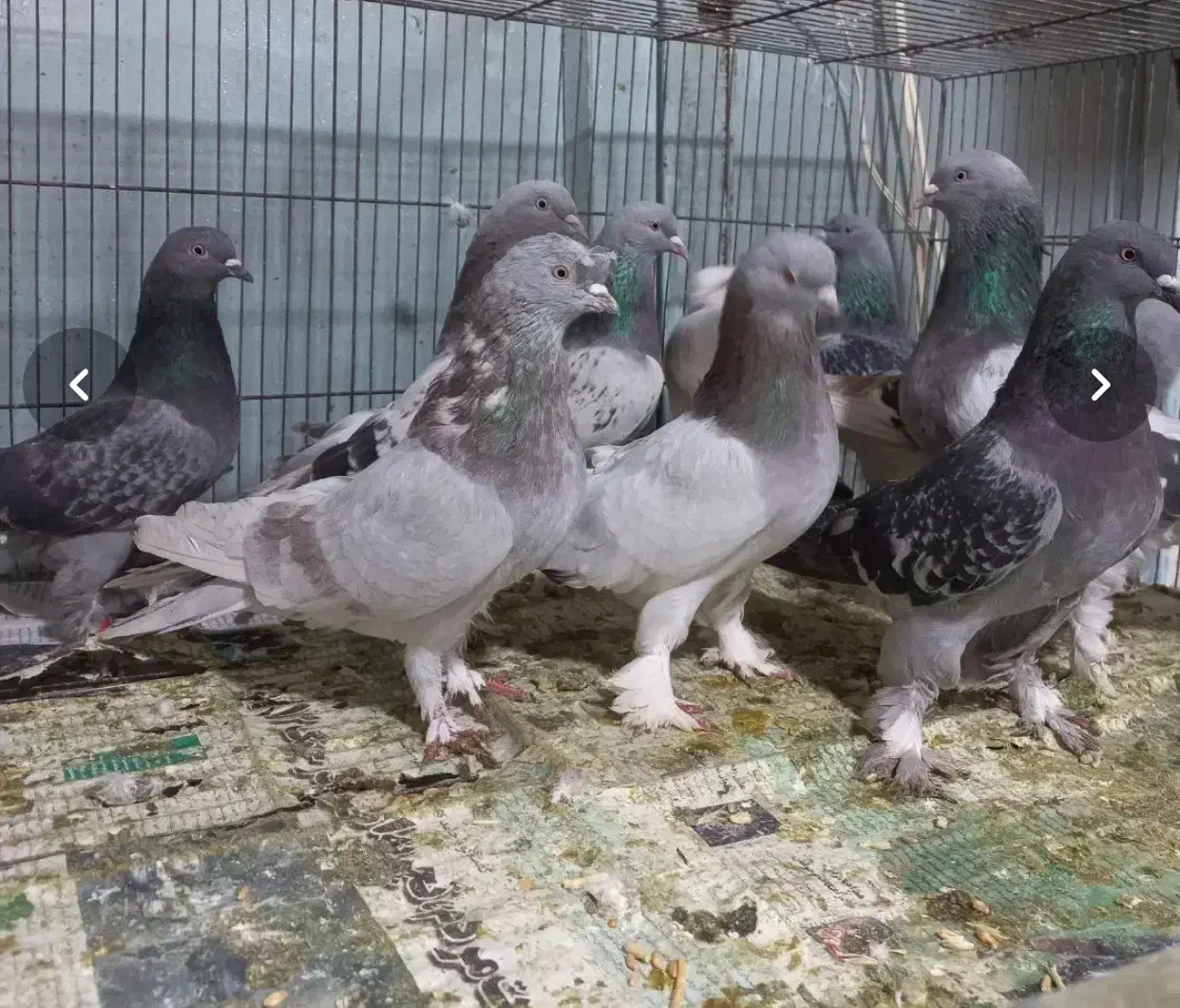 کبوتر ترکیه|پرنده|اردبیل, |دیوار