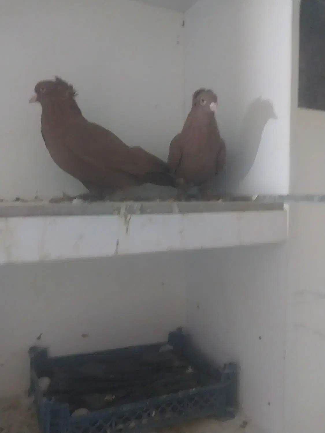 کبوتر رواعب تعویض با ماده|پرنده|قم, شاه سید علی|دیوار