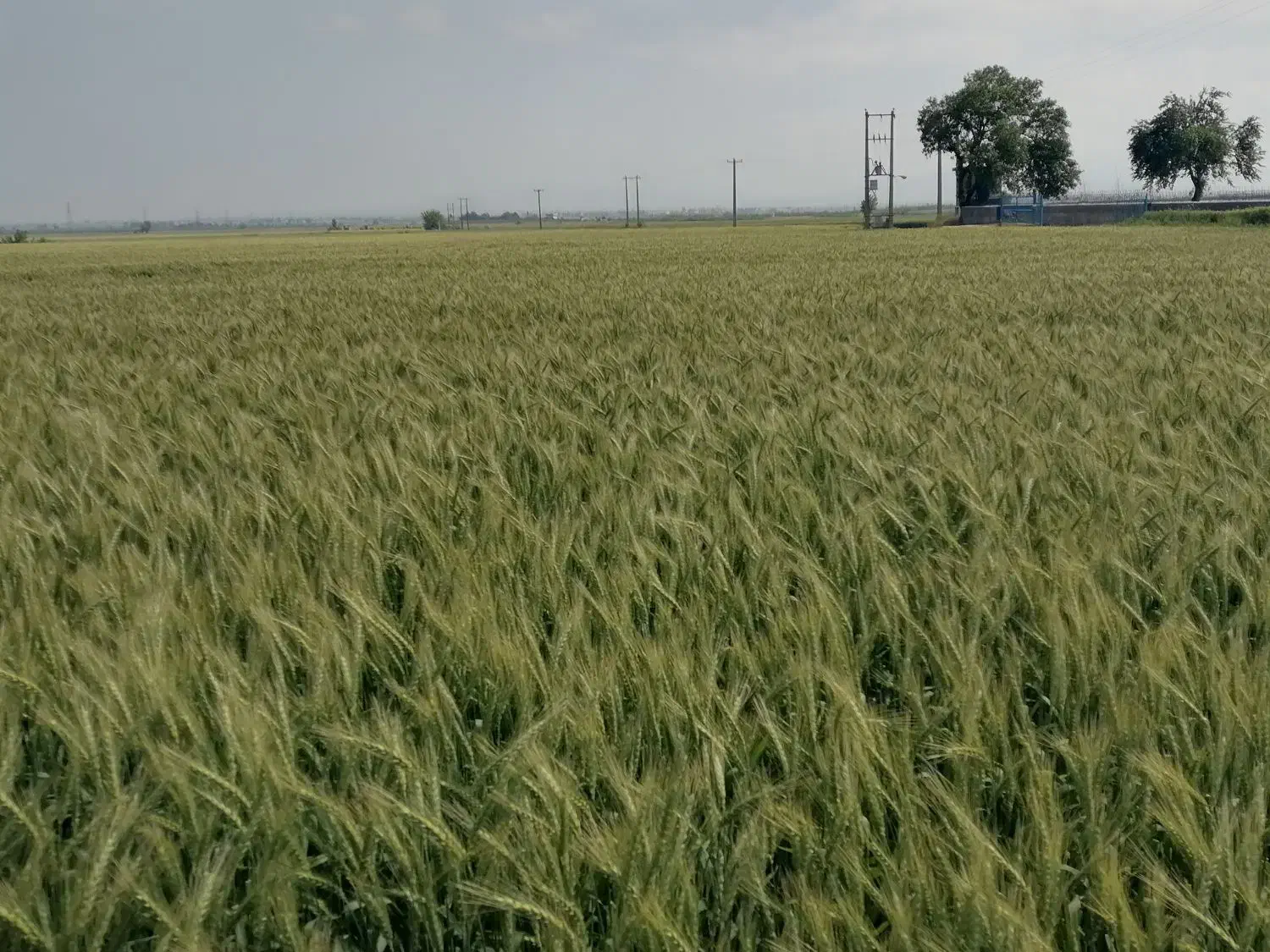 بذر گندم رقم پیشگام|خدمات باغبانی و درختکاری|گنبد کاووس, |دیوار