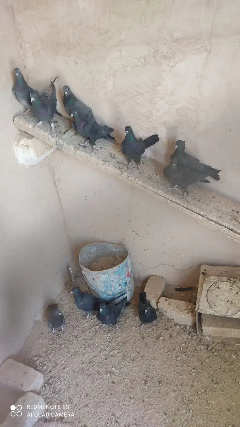 کبوتر|پرنده|برخوار, |دیوار