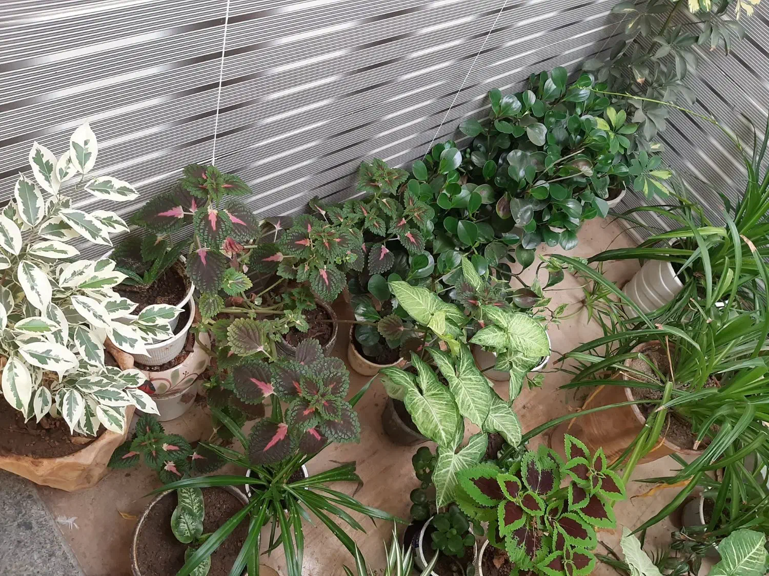 فروش گل|گل و گیاه طبیعی|اسدآباد, |دیوار