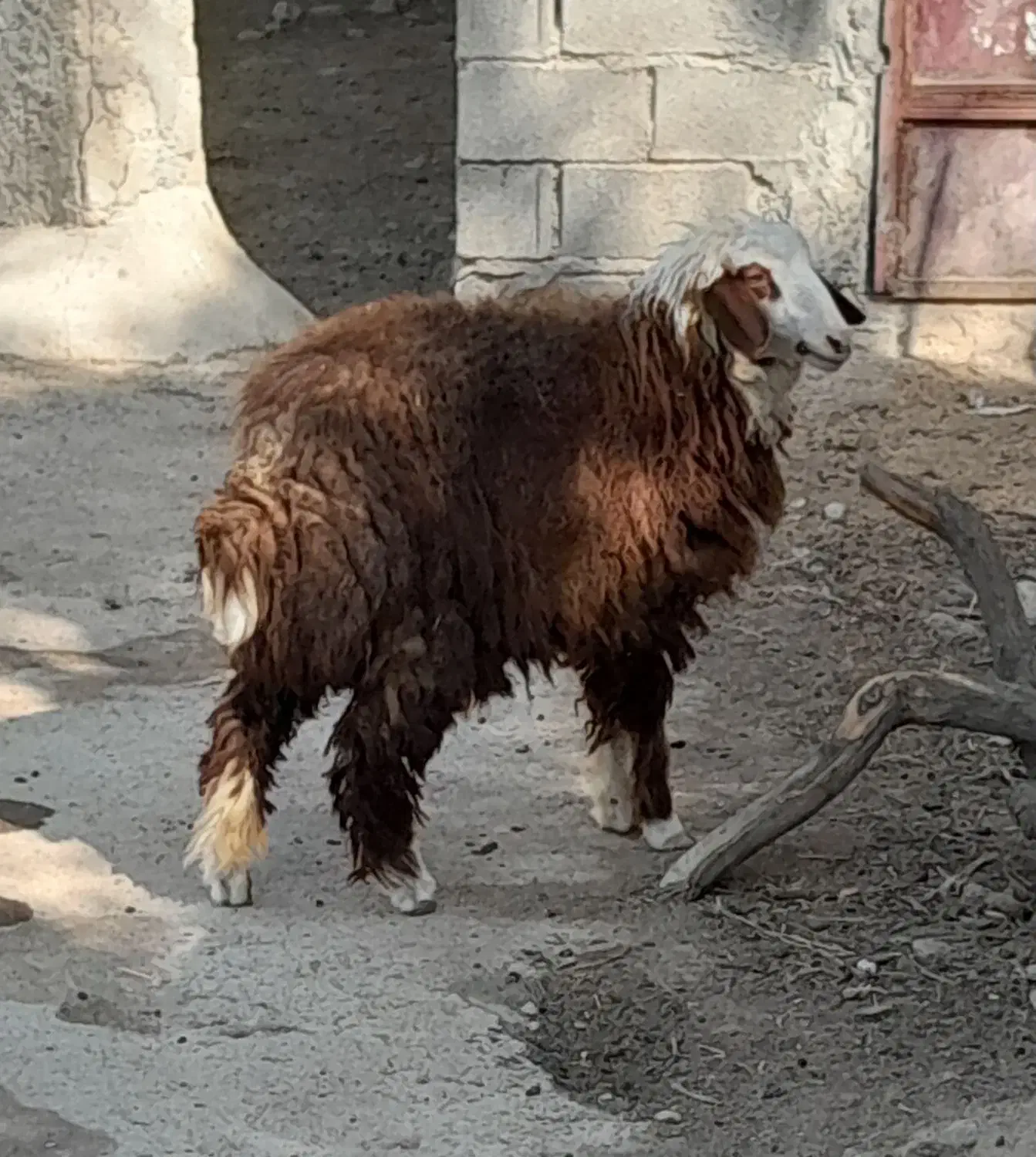 بز نروماده وبره ماده|حیوانات مزرعه|بندر ماهشهر, |دیوار