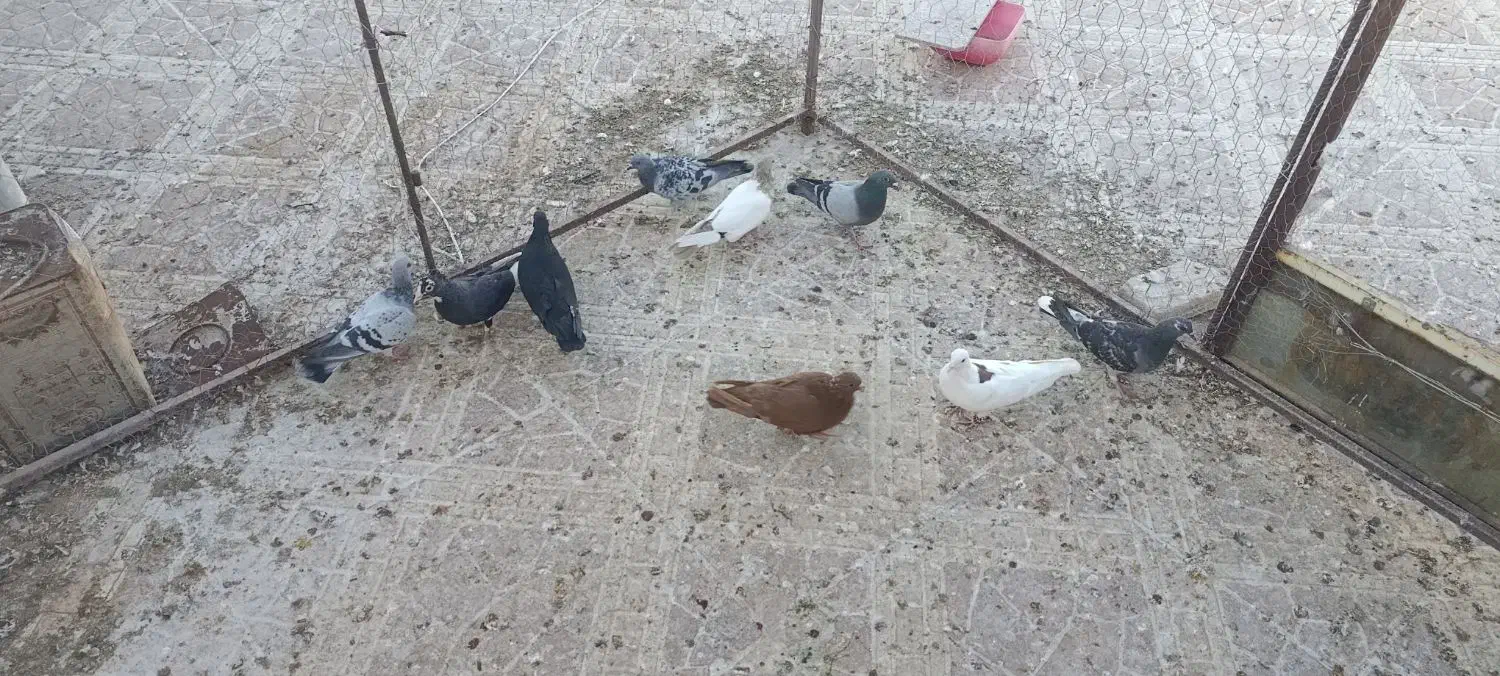 جوجه نر ماده|پرنده|رفسنجان, |دیوار