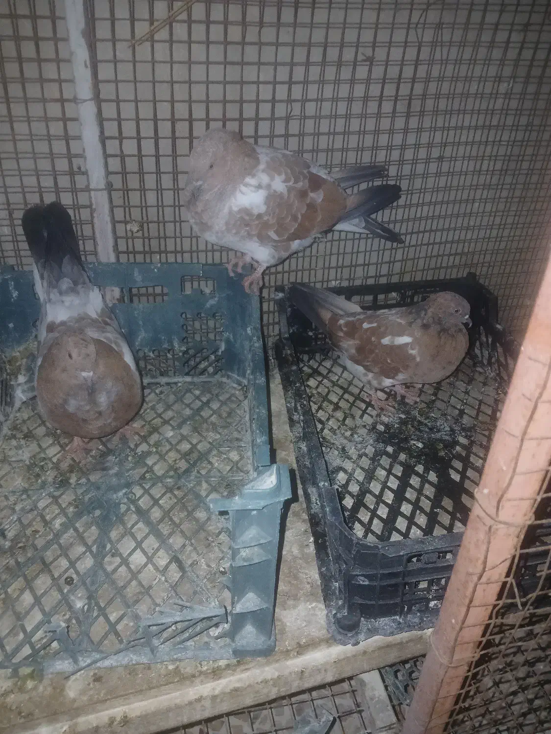 فروشی|پرنده|ایذه, |دیوار