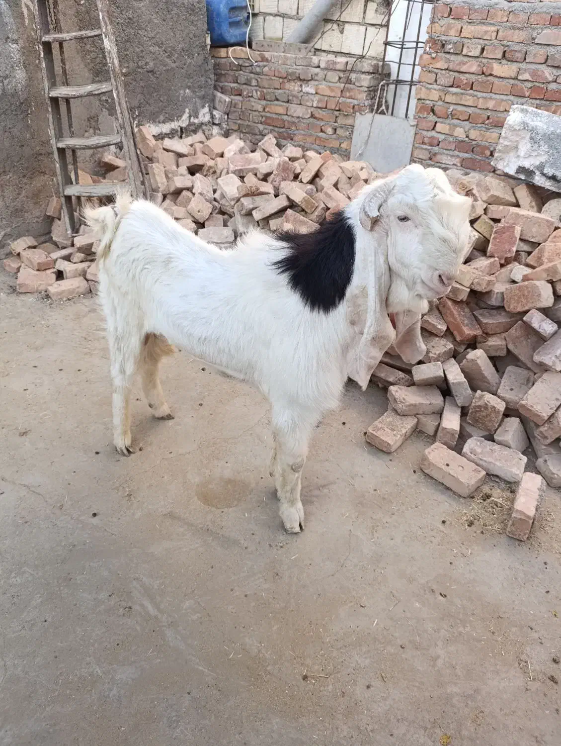 نر بز پاکستانی|حیوانات مزرعه|زاهدان, |دیوار