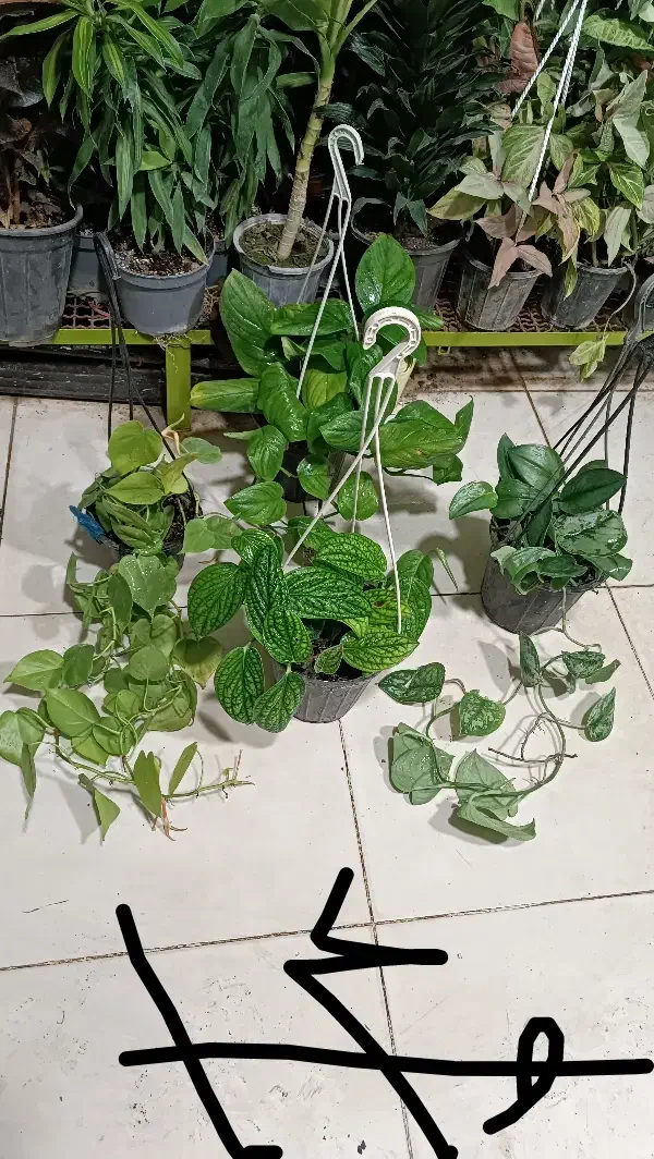 همایش ویژه سانسوریا ویوکا|گردهمایی و همایش|مشهد, حیدرآباد|دیوار