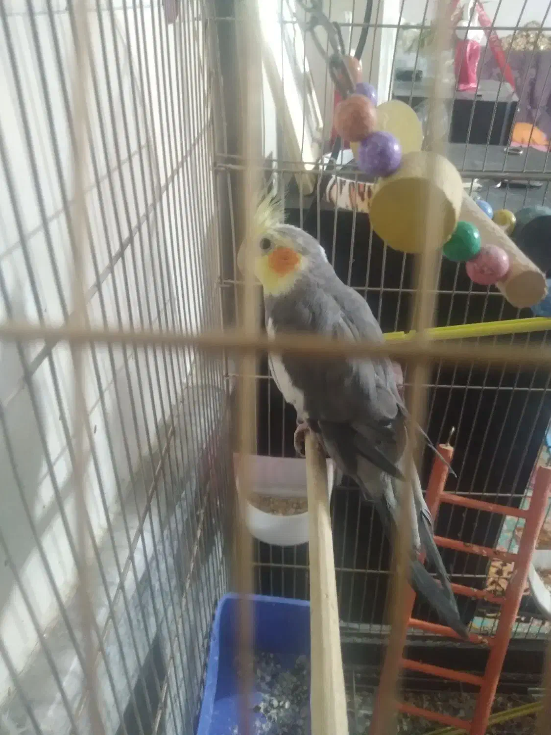 عروس هلندی خوشکل|پرنده|مشهد, موعود|دیوار