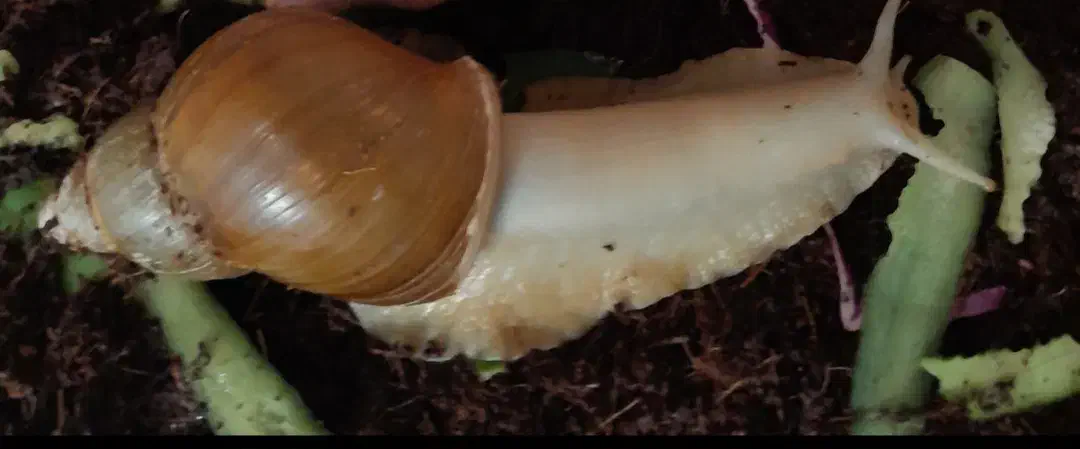 حلزون ۱۷ سانتی|خزنده|تهران, بلورسازی|دیوار