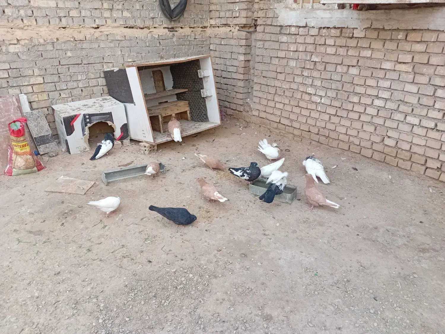 ۱۴عددکفتر|پرنده|کارون, |دیوار