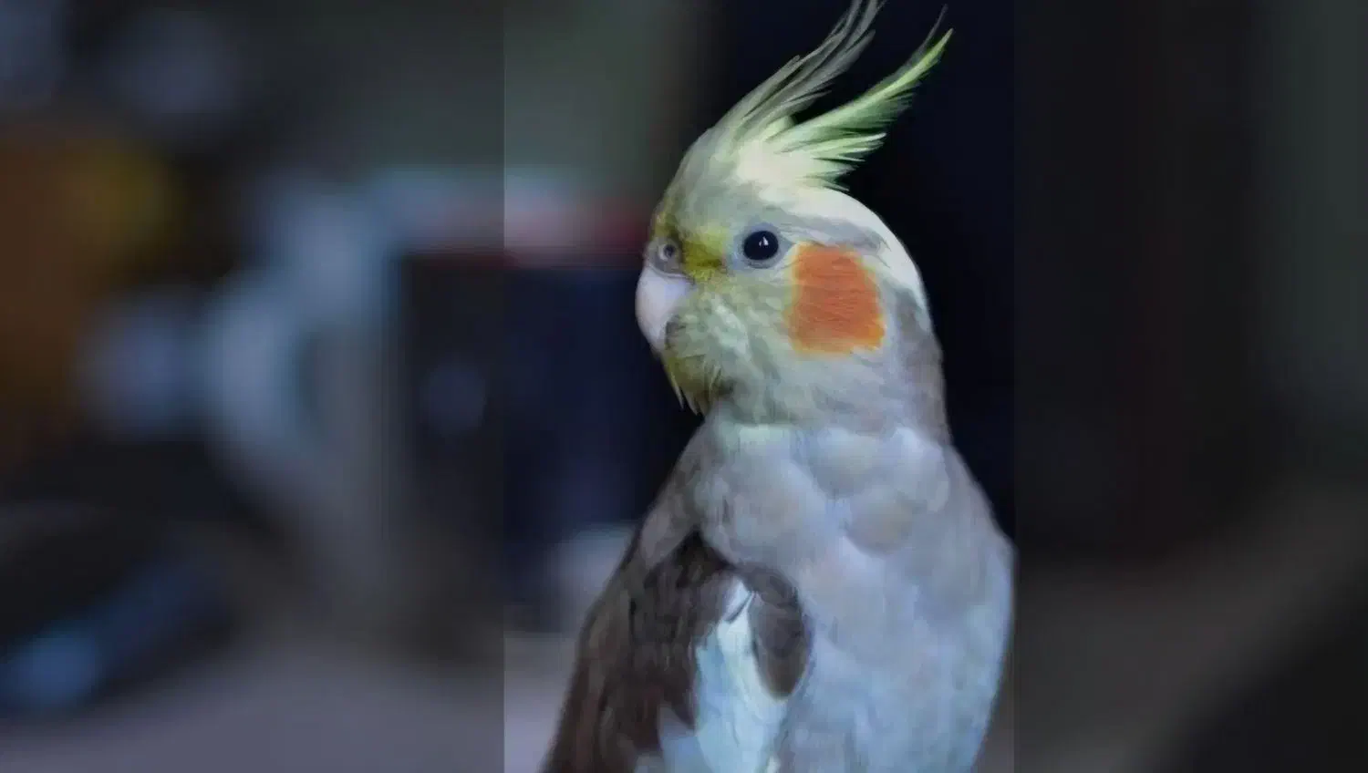 عروس هلندی گمشده|پرنده|ری, ظهیرآباد|دیوار