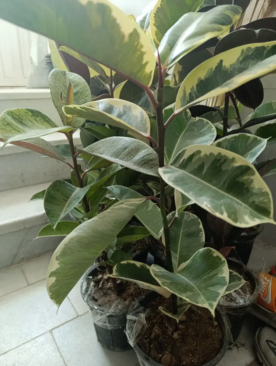 فروش آنلاین گل|گل و گیاه طبیعی|یزد, |دیوار