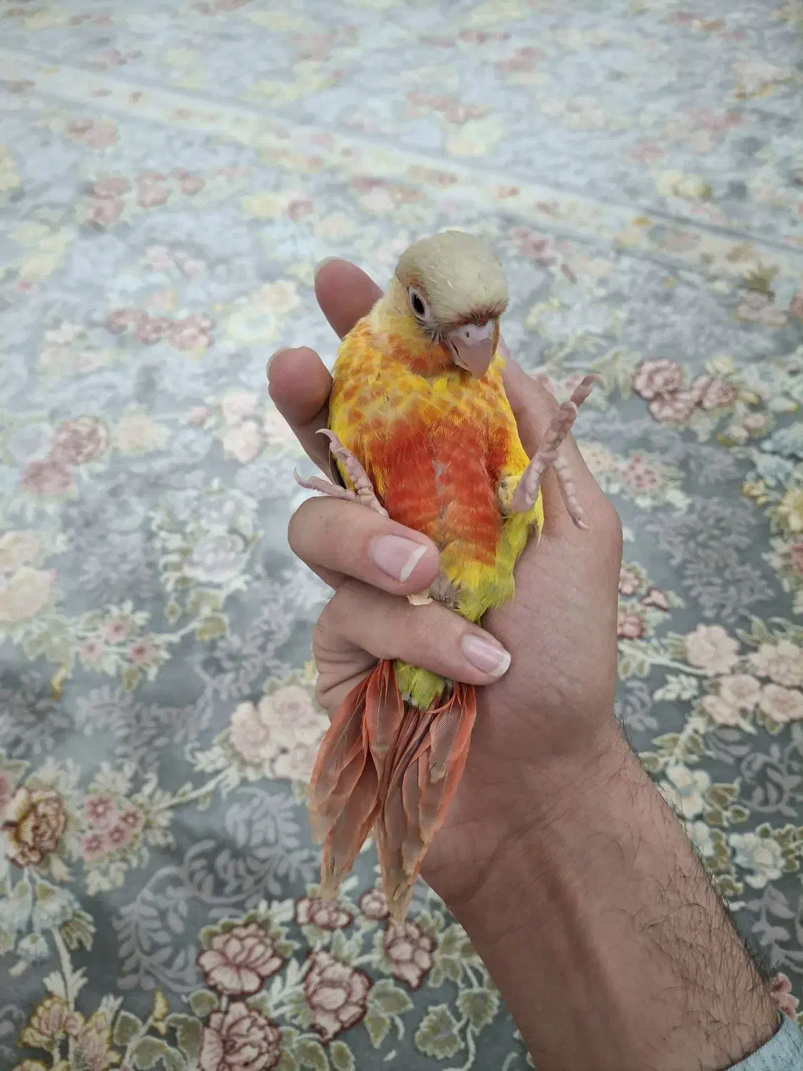 گرینچیک آناناسی|پرنده|مشهد, هنرستان|دیوار