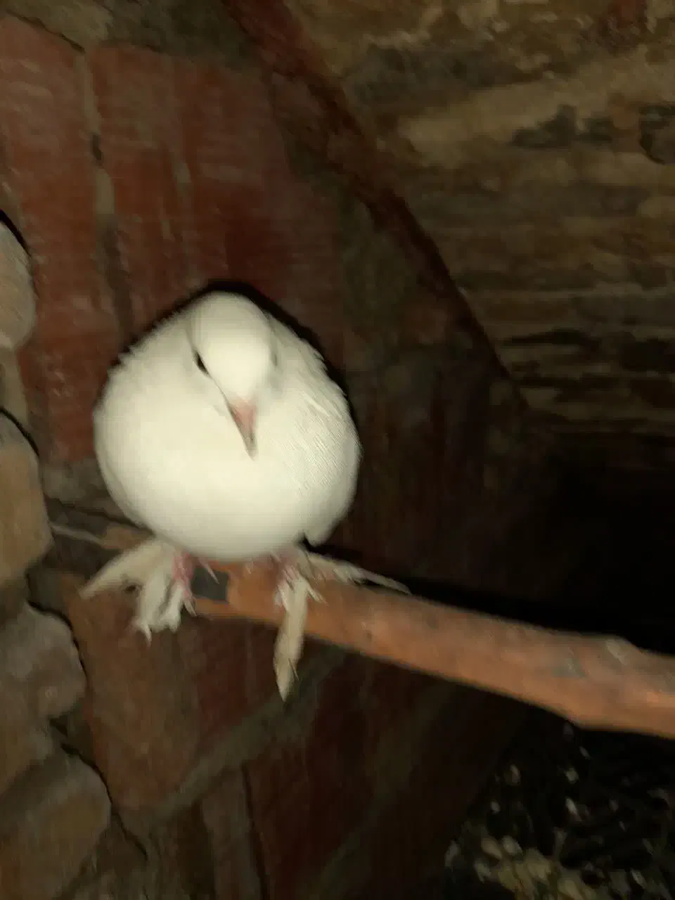 کبوتر سفید نر|پرنده|ساری, |دیوار