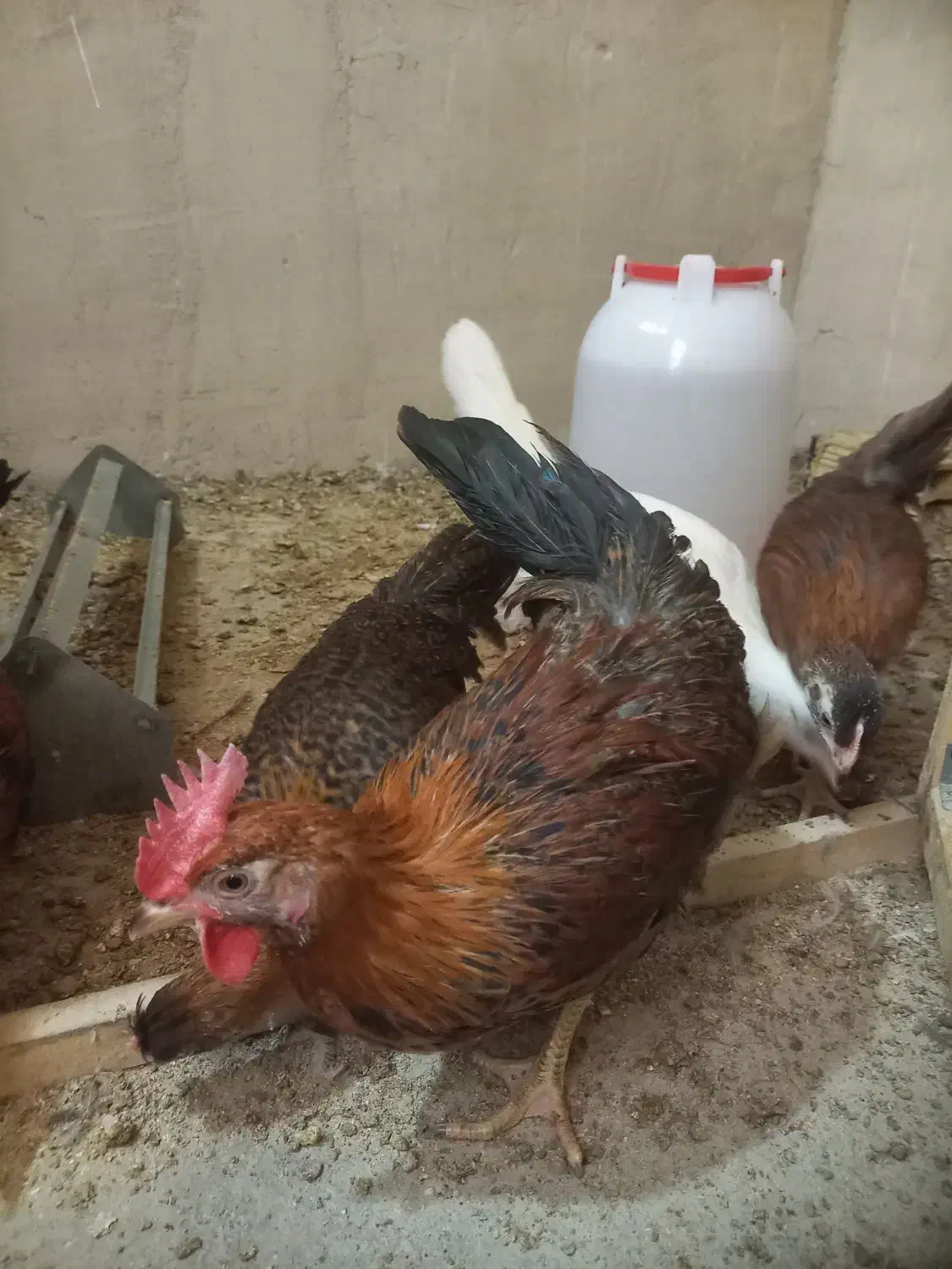 خروس بومی|حیوانات مزرعه|اصفهان, شاهد|دیوار