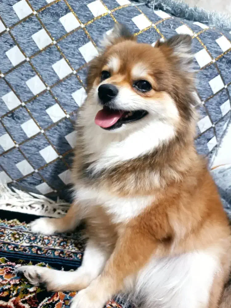 توله سگ پامر خرسی قیمت۱۰ میلیون|سگ|بندرعباس, |دیوار