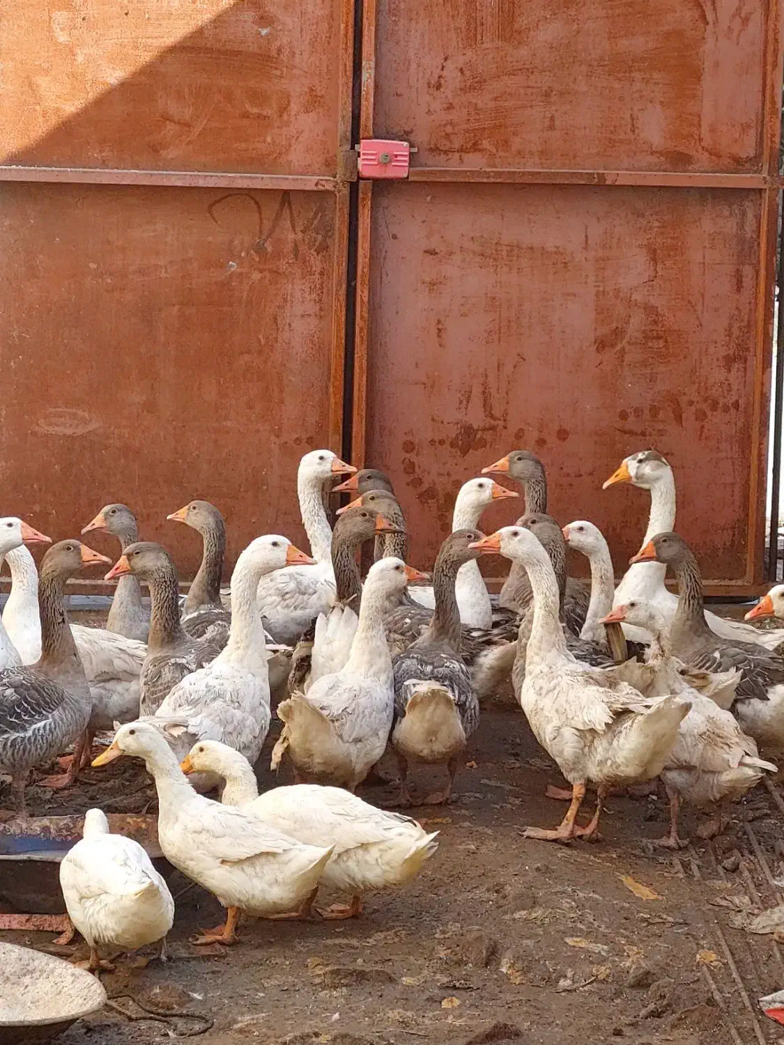 فروش غاز|حیوانات مزرعه|قائمشهر, |دیوار