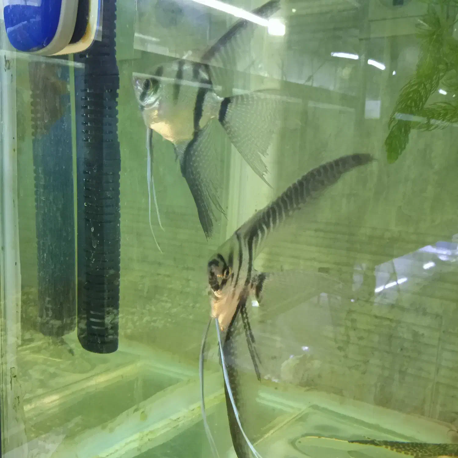 ماهی آنجل جفت خورده|ماهی|کیاشهر, |دیوار