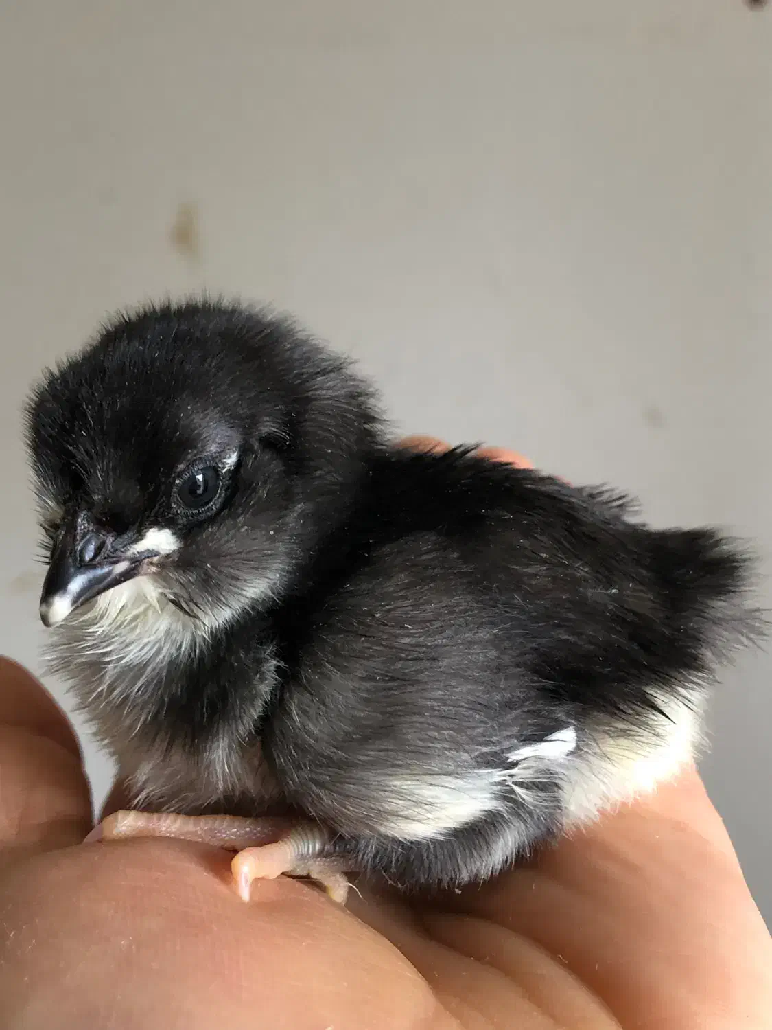 تخم و جوجه مرغ و خروس گلین چهل تاج|حیوانات مزرعه|ساری, |دیوار