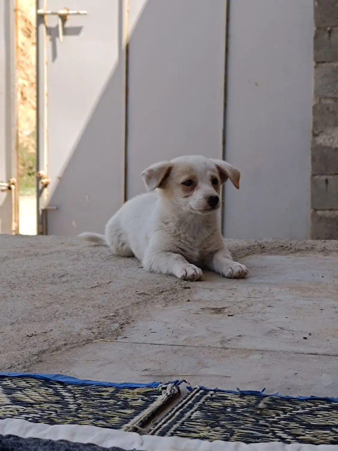 پاکوتا|سگ|میاندوآب, |دیوار