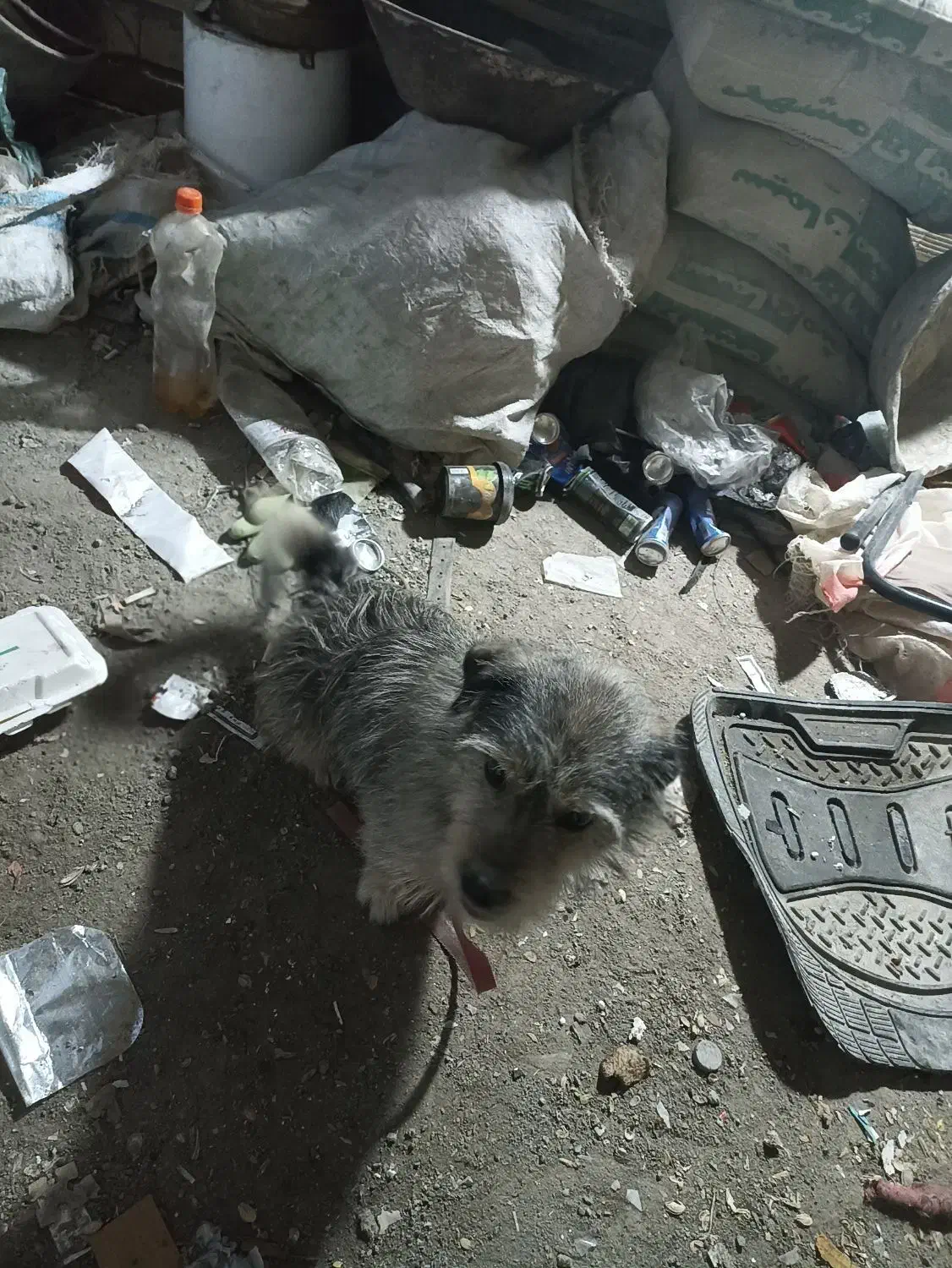 سگ پاکوتا|سگ|مشهد, طبرسی شمالی|دیوار