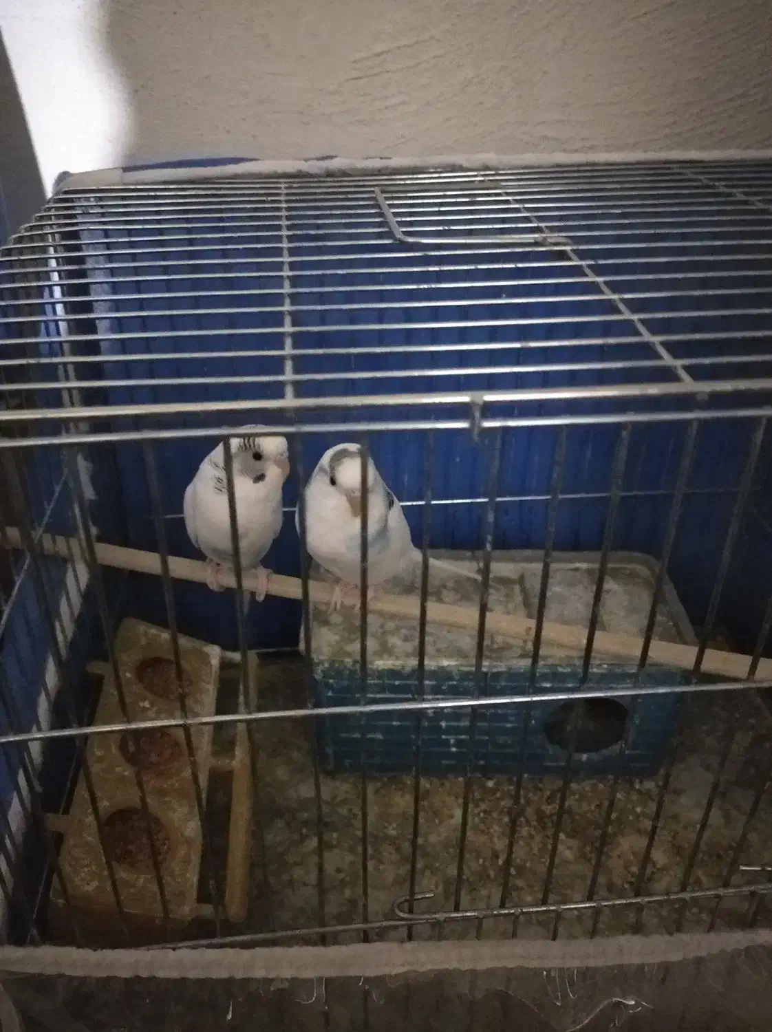 فروش|پرنده|سیرجان, |دیوار