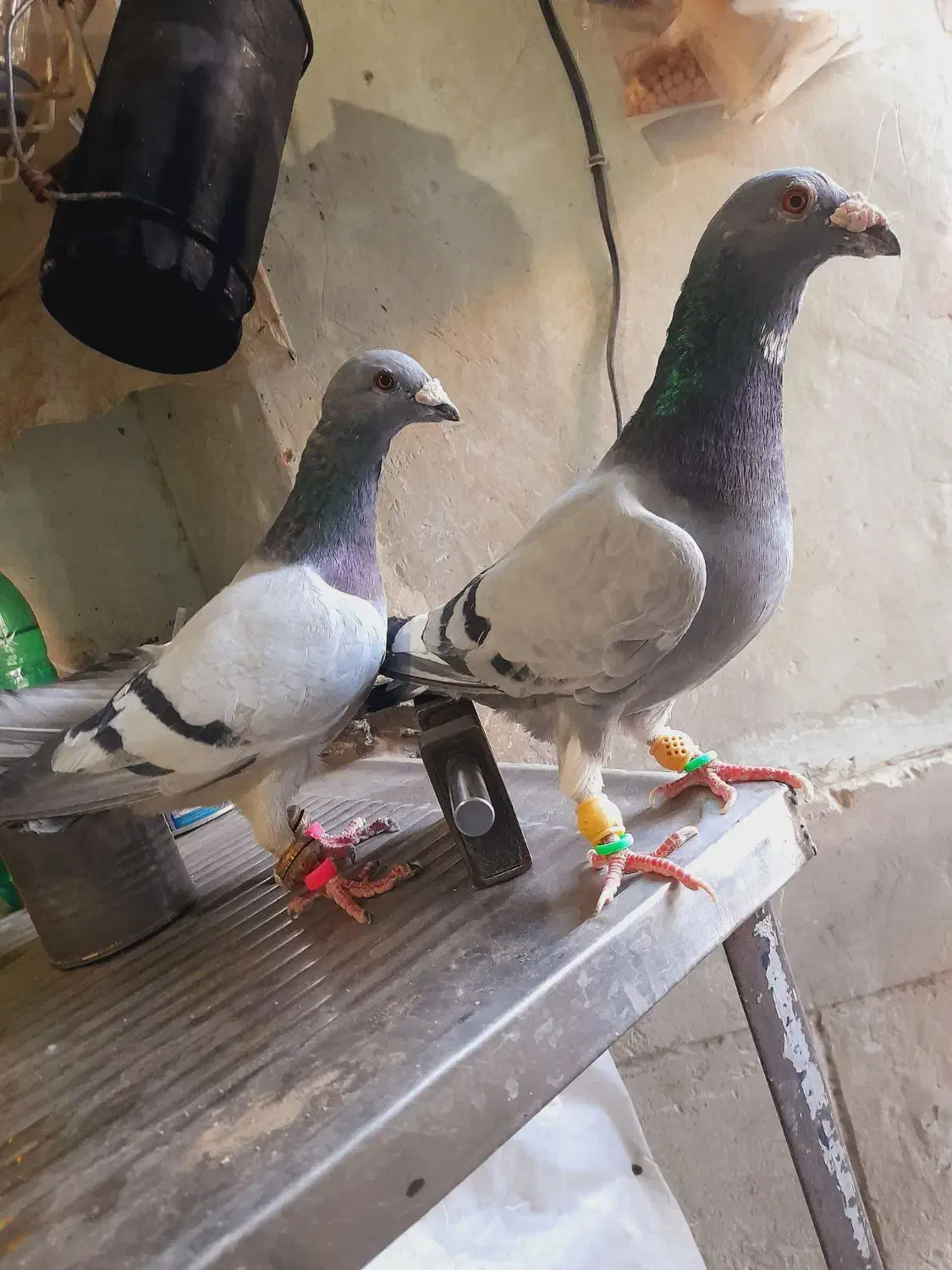 سه تا آلمانی درجه یک|پرنده|بردسکن, |دیوار