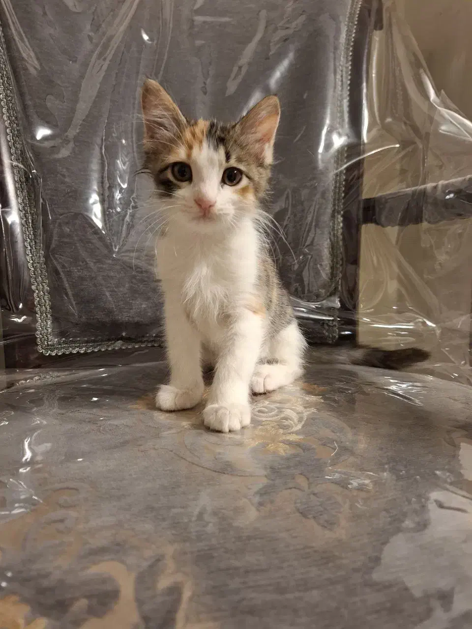 واگذاری سیمبا|گربه|تهران, مختاری|دیوار