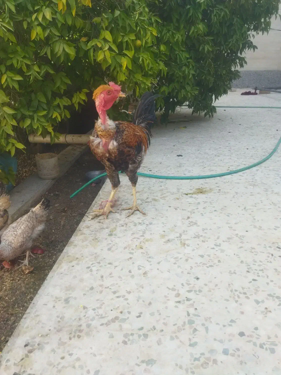 مرغ محلی وخروس لاری|حیوانات مزرعه|کوه چنار, |دیوار