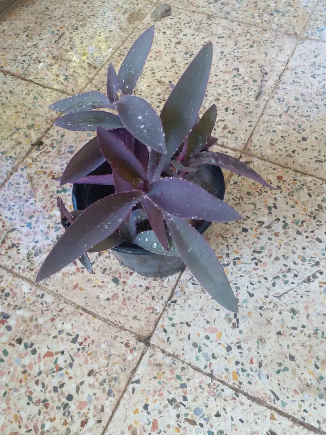 گل طبیعی ۵۰عدد|گل و گیاه طبیعی|جیرفت, |دیوار