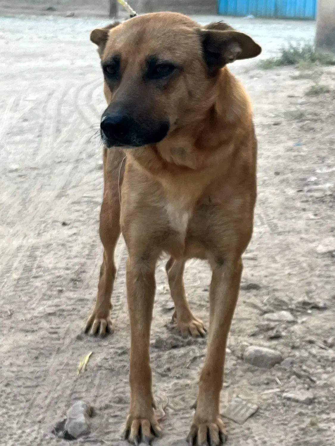 سگ سراب قدرجونی گرگی|سگ|ری, دیلمان|دیوار