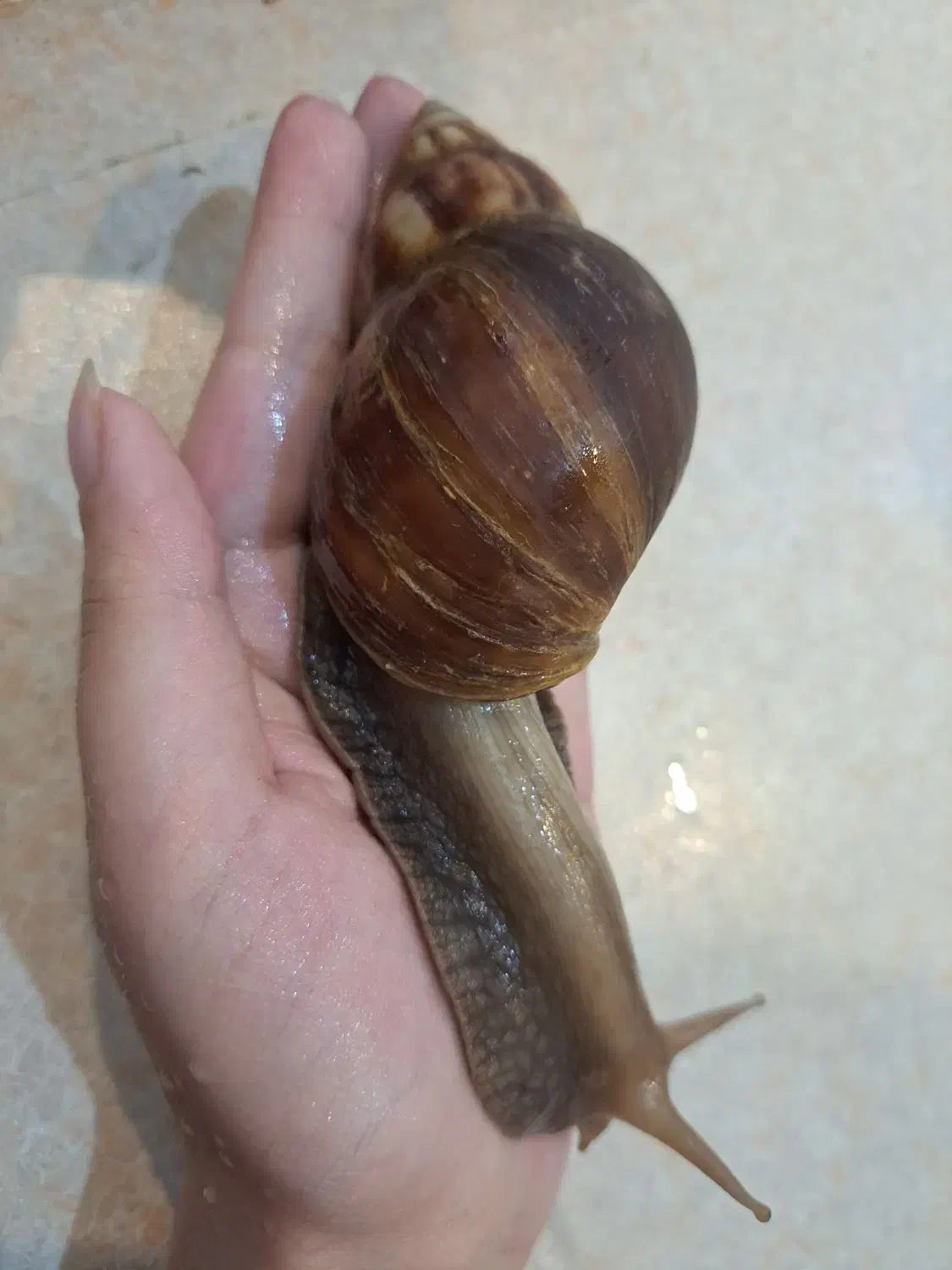 حلزون و خاویار حلزون|حیوانات مزرعه|لاهیجان, گلستان|دیوار