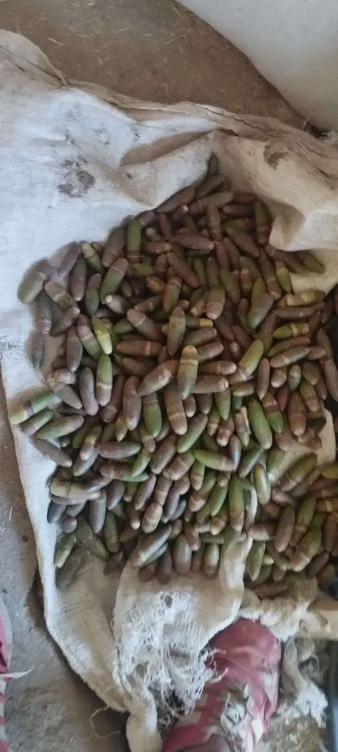 بلوط ۶۰۰ تومان|گل و گیاه طبیعی|کوهدشت, |دیوار