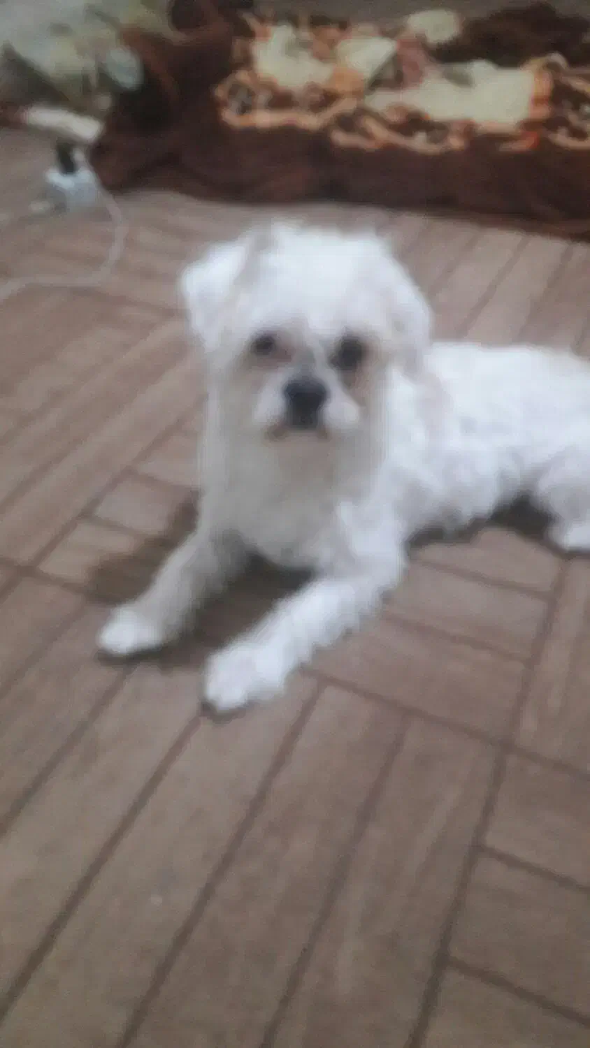 سگ پکنیز|سگ|تبریز, |دیوار