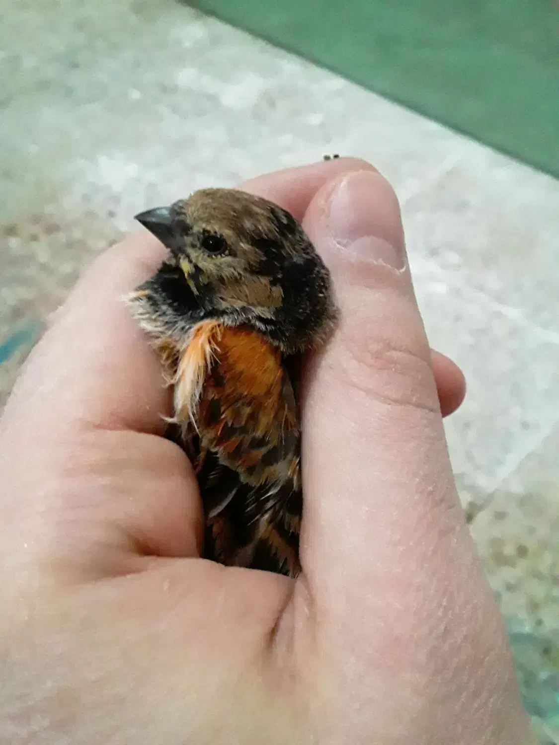 سهره گلبسرنر|پرنده|خمینیشهر, |دیوار