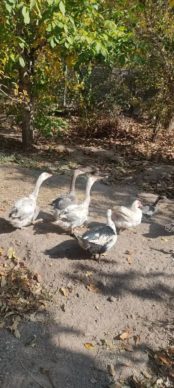 غاز و اردک اسراعیلی|حیوانات مزرعه|کوهسار (البرز), |دیوار