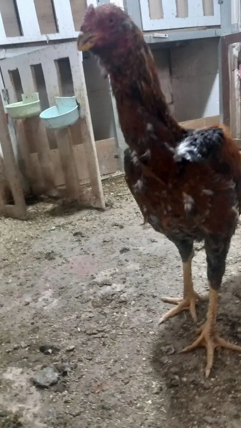 خروس ومرغ لاری|حیوانات مزرعه|ماهدشت, |دیوار