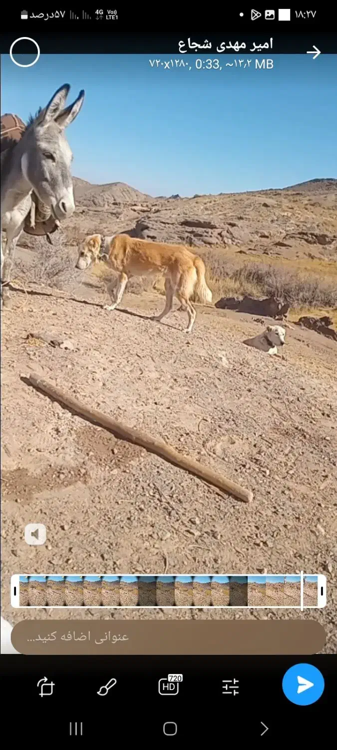 کوچ ۱۱ ماهه به گله خوبه دهن پاک|حیوانات مزرعه|گناباد, |دیوار