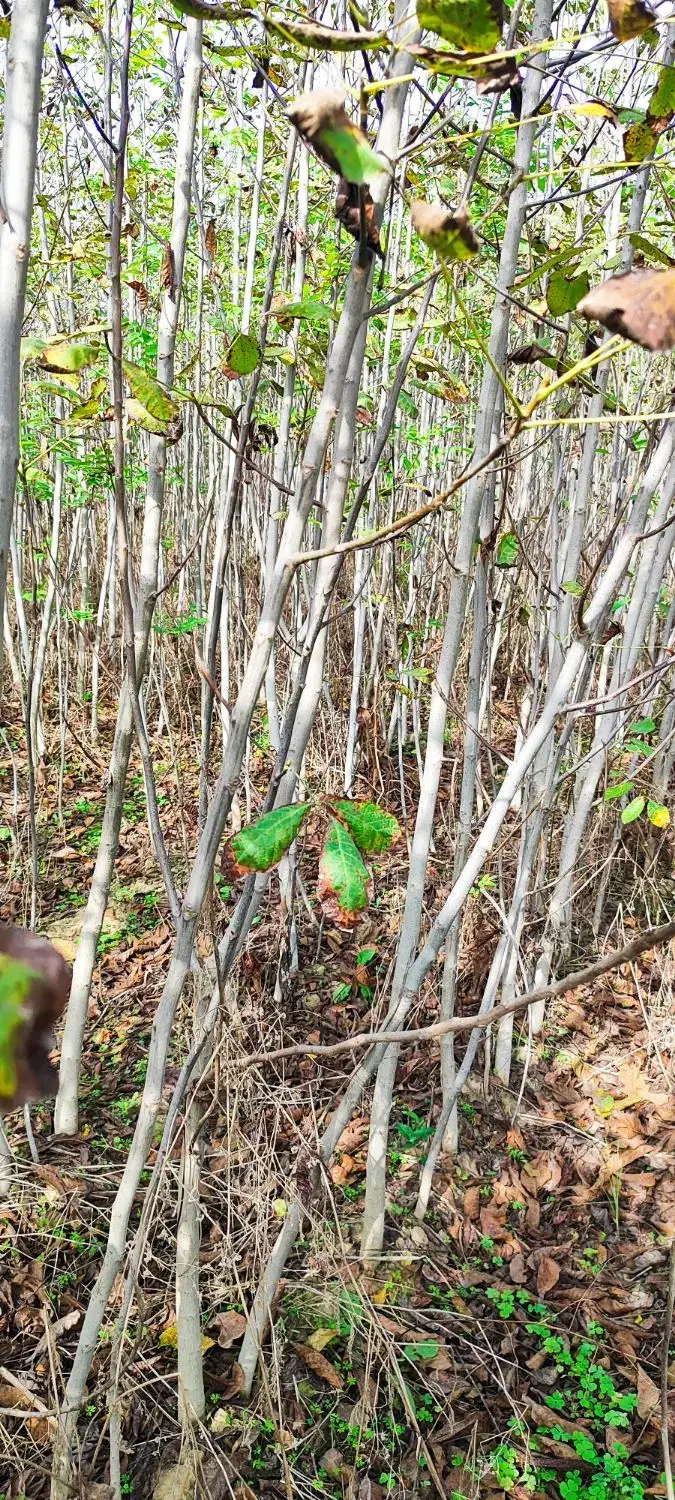 نهال گردو و برنج فجر سوزنی|خدمات باغبانی و درختکاری|دلند, |دیوار