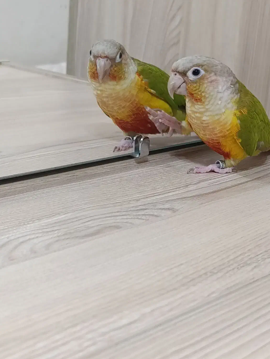 طوطی گرینچیک|پرنده|شهرکرد, |دیوار