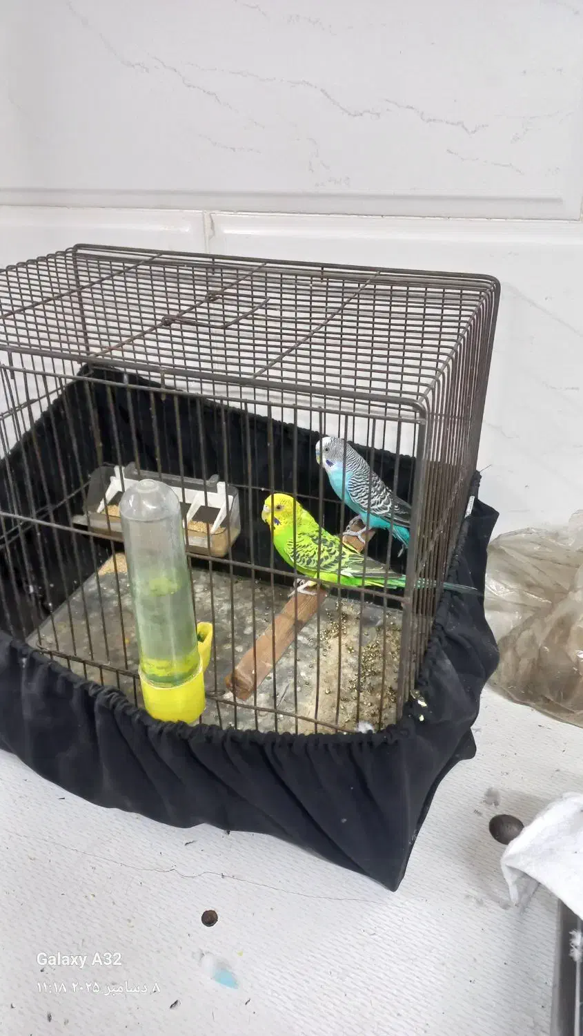 ی جفت مرغ عشق|پرنده|تهران, مولوی|دیوار