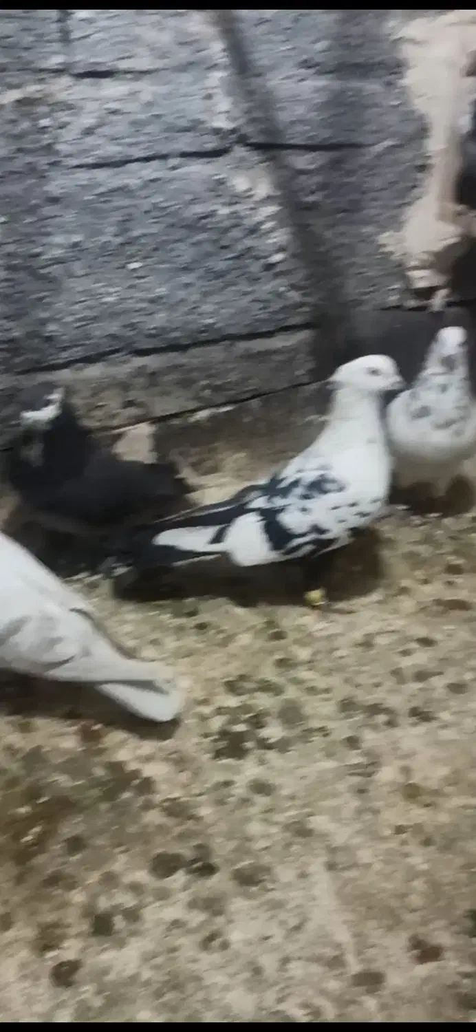 گمشده|حیوانات|مشهد, بهاران|دیوار