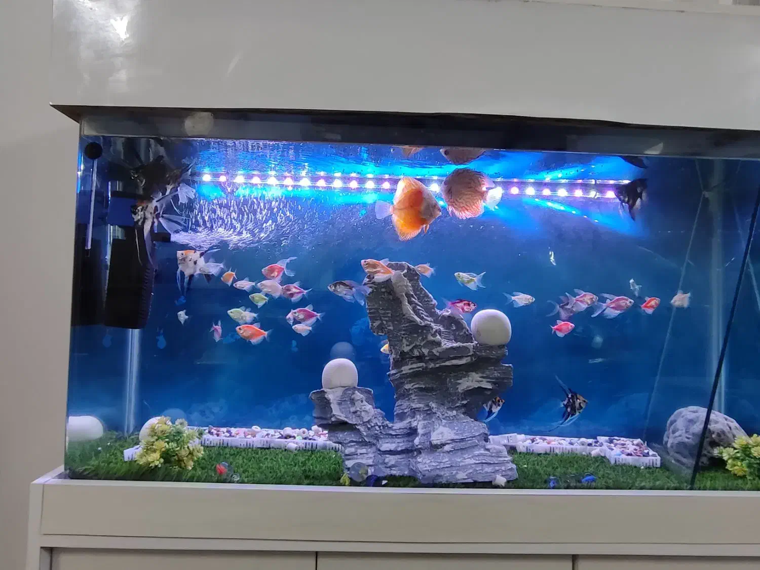 ماهی دیسکس وآنجل وکالر|ماهی|محمدشهر, محمدشهر|دیوار