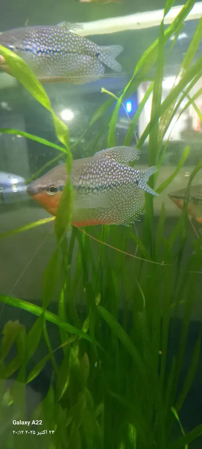 ماهی زینتی|ماهی|اسلامشهر, مطهری|دیوار