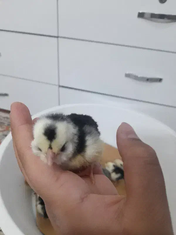 جوجه گلینلری|حیوانات مزرعه|قزوین, |دیوار