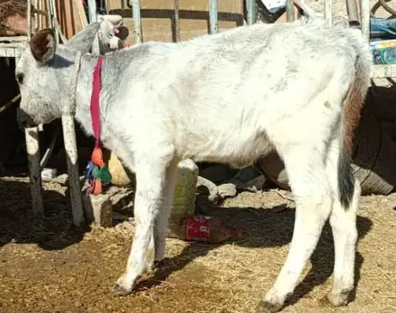 فروش گاو جرسی .ذات شیر بالا.جوان با گوساله|حیوانات مزرعه|علامرودشت, |دیوار