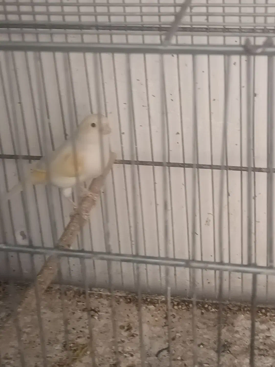 قناری ماده|پرنده|نسیمشهر, |دیوار