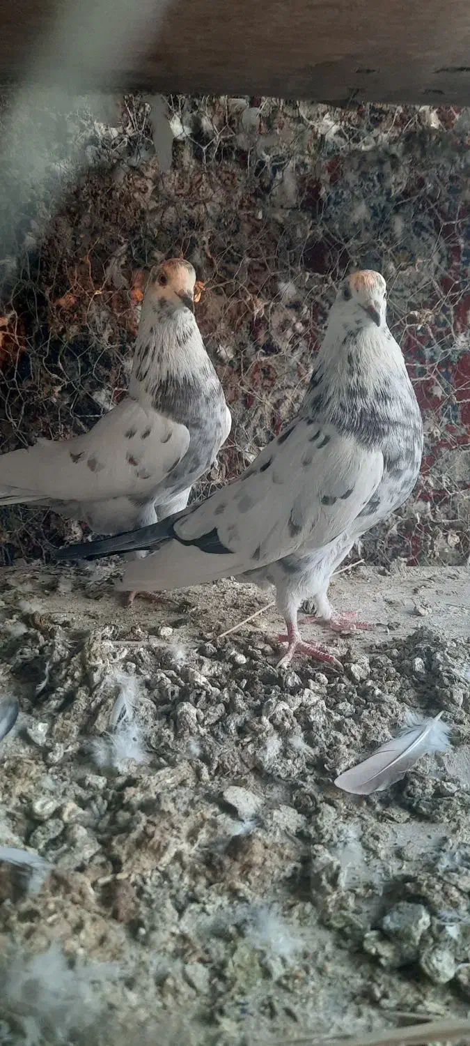 کبوتر پرشی|پرنده|مبارکه, |دیوار