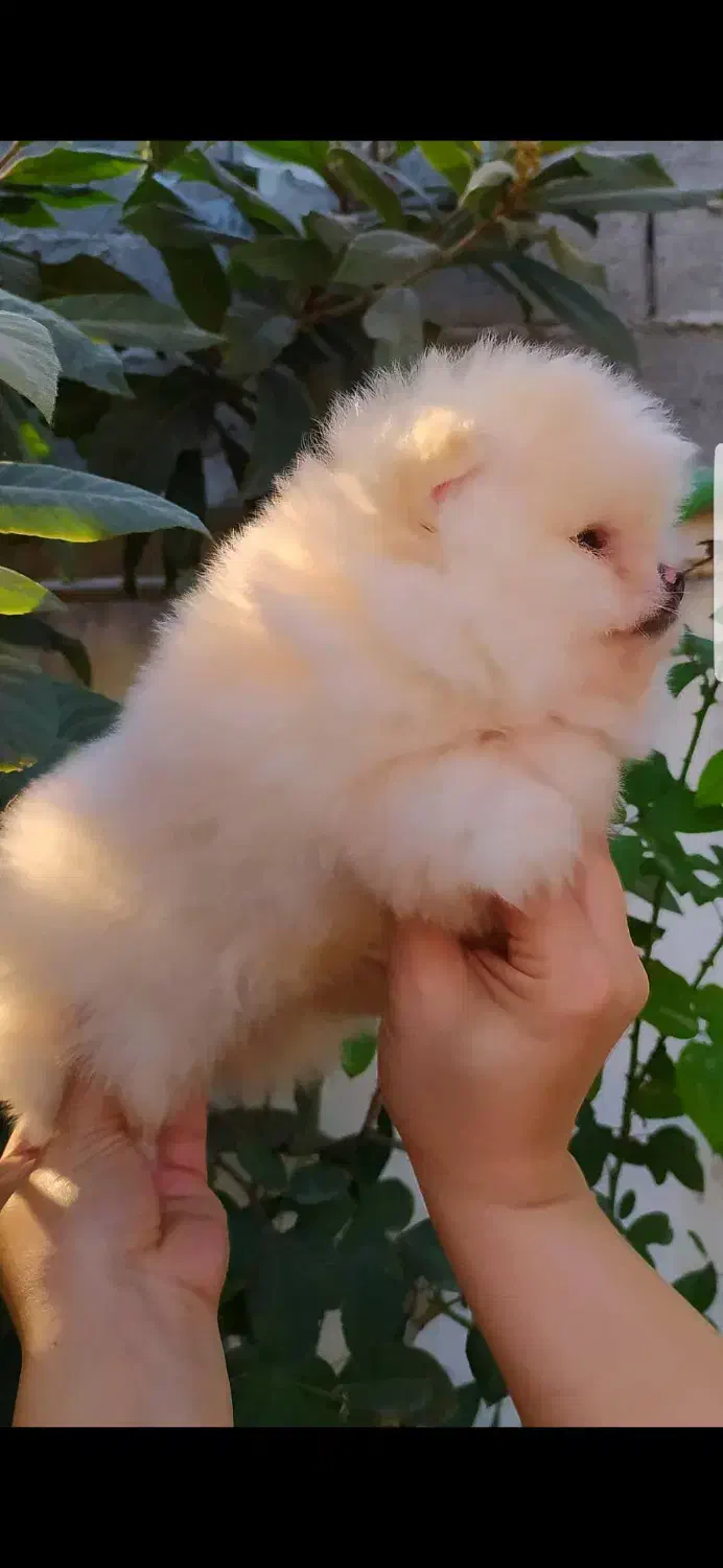 پامر خرسی|سگ|آمل, |دیوار