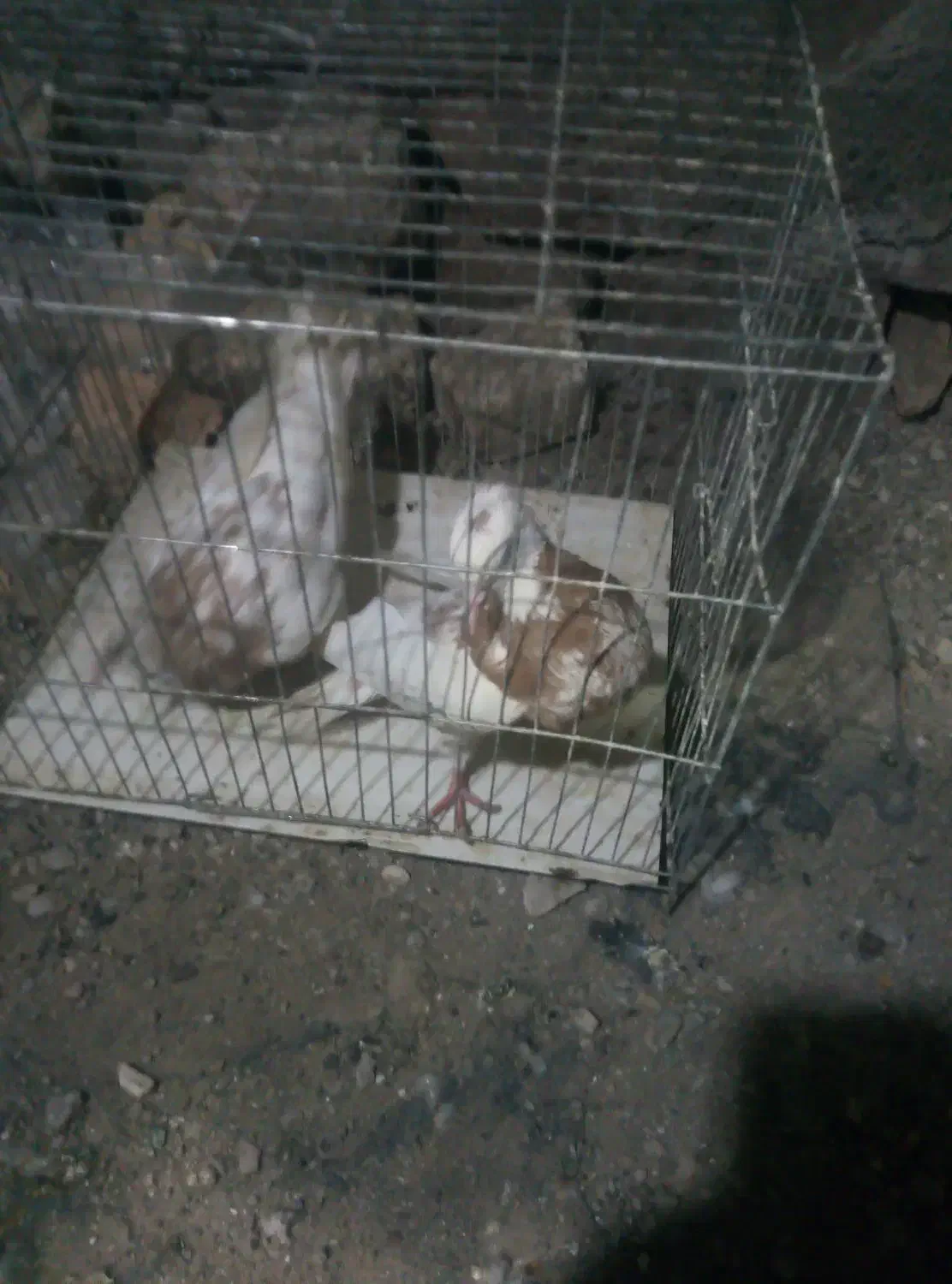 کبوتر کاکلی|پرنده|بیرجند, |دیوار